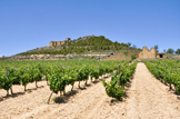 Weinstöcke in Spanien